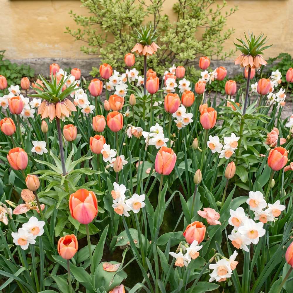 Färdig rabatt 'Crown Jewel' (1 m²)